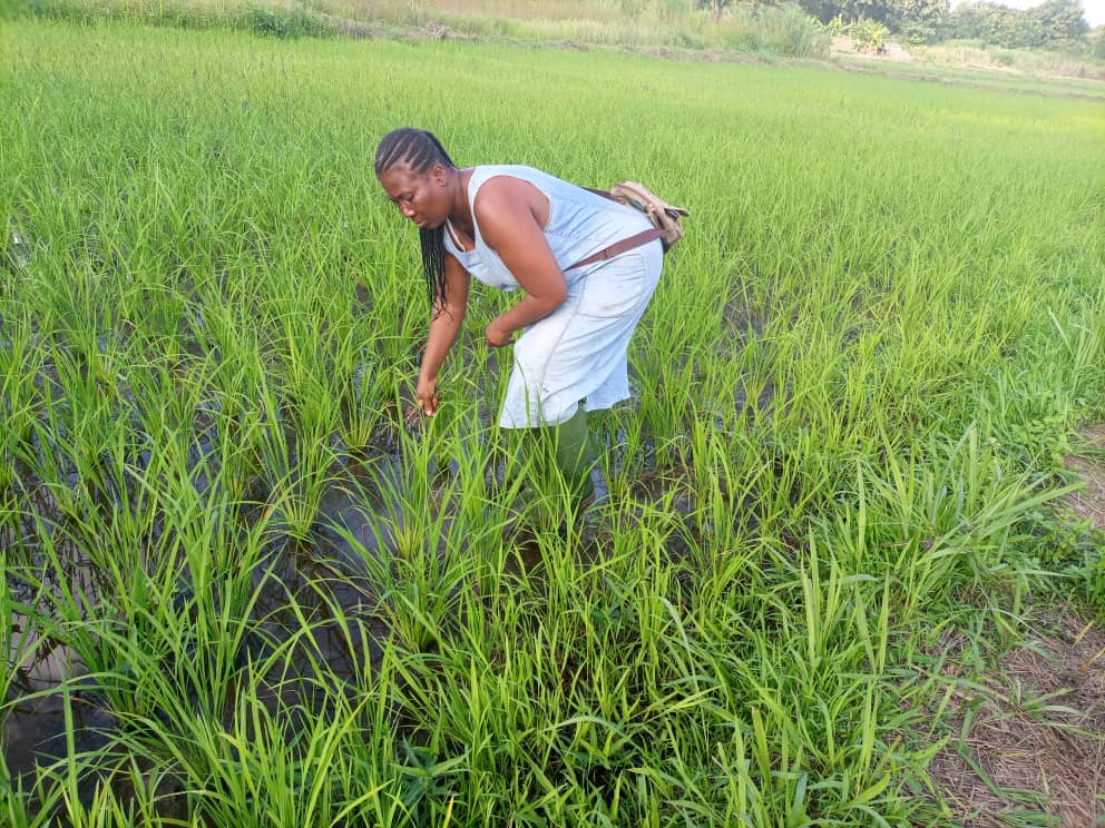 La Côte d’Ivoire renforce sa production de semences certifiées pour atteindre son autosuffisance en riz 